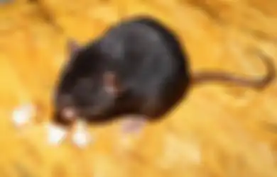 Dijamin Balik Lagi Aja Ogah, Ternyata Beginilah Cara Mengatasi Tikus di Rumah Cuma Pakai Bubuk Cabai, Langsung Klepek-klepek Loh!
