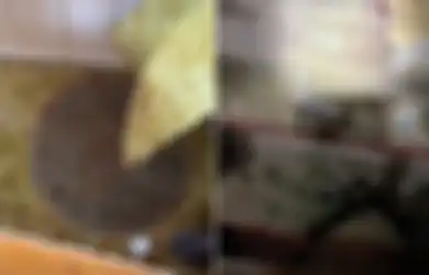 Temukan Lubang Usai Memindahkan Furnitur, Wanita Ini Shok Sekaligus Takut Setengah Mati Pas Tau Fungsi Ruang Rahasia Tersebut, Jadi Bukti Perang Dunia