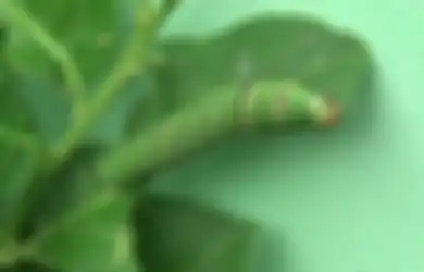 Ulat Melahap Habis Daun Tanaman? Basmi pakai Sabun dan Minyak Goreng