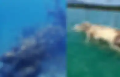 Diduga Bangkainya Muncul di Laut Natuna, Gajah Mina Nyatanya Satu dari 7 Hewan Makara dengan Kekuatan Mahadashyat di Lautan, Kemunculannya Sering Jadi Pertanda Nasib Buruk, LIPI Akhirnya Angkat Bicara