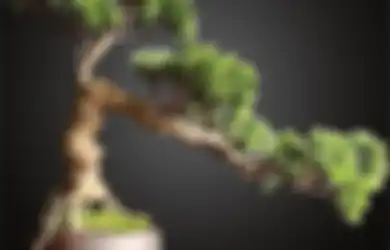 Ingin Bikin Bonsai? Ini Kriteria dan Pilihan Tanaman yang Cocok