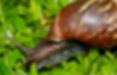 Ini Beda Serangan Siput dan Ulat pada Tanaman, Tips Mengatasinya