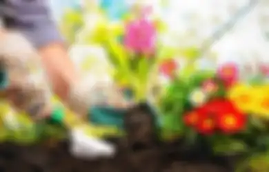 Penyebab Bunga di Kebun Tak Kunjung Mekar, Pupuk Kandang Bagus Asal...