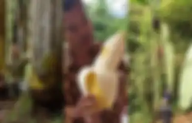 Viral Pohon dan Pisang Raksasa di Papua, LIPI Ragu Buahnya Bisa Sebesar Itu: Pohonnya Saya Pernah Lihat...