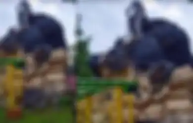 Terbuat dari Rangka Cor Setinggi 7 Meter, Patung Gorila Raksasa Jatim Park 2 Rontok Hancur Lebur Diguncang Gempa Malang