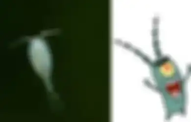 Kerap Dianggap Jahat, Justru Plankton di Laut Ini Penyumbang Oksigen Terbesar di Bumi