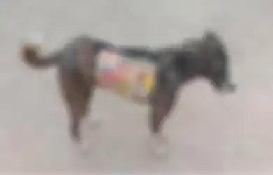 Politikus India Manfaatin Anjing Liar buar Kampanye: Kami Nggak Melanggar Peraturan