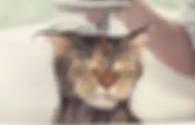 Ternyata Tak Semua Jenis Kucing Takut Air, Ini Penjelasannya!