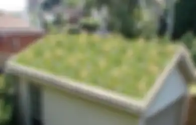 Manfaat Green Roof dalam Konsep Rumah Tropis dan Tips Penerapannya