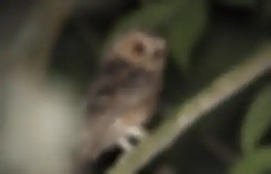 Nature is Healing! Burung Hantu Bermata Oranye Terlihat Lagi di Borneo setelah Hilang 125 Tahun