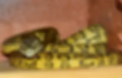 Garam Bisa Tangkal Ular Ternyata Cuma Mitos, Ini 4 Cara yang Bisa Dilakukan Agar Ular Tidak Masuk ke Dalam Rumah