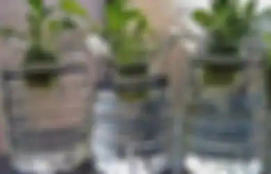 Jangan Takut Gagal, Berkebun Hidroponik 95% Berhasil Panen, Asal…