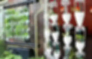 Tanam Sayur dengan Sistem Hidroponik Tetes, Perhatikan Penempatannya!