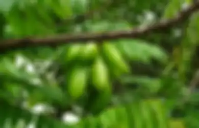 Dari Batuk hingga Kanker, Siapa Sangka Air Rebusan Daun Ini Bisa Jadi Solusi Jitu Jaga Kesehatanmu