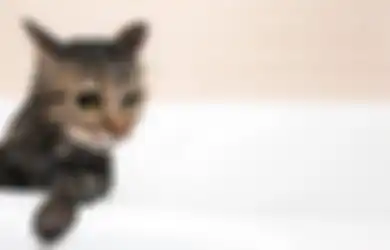 Kucing Sebaiknya Dimandikan Berapa Kali Sebulan? Ini Jawabannya!
