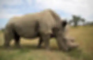 Badak Putih Utara Belum Punah, Sisa 2 Ekor dalam Upaya Penyelamatan!