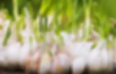 Wow! Ramuan Bahan dari Dapur Ini Obati Infeksi karena Diabetes Melebilihi Efektifnya Antibiotik Modern