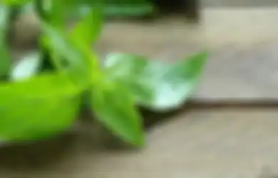 5 Manfaat Daun Kemangi Buat Kulit Wajah Bikin Mulus Bebas Jerawat