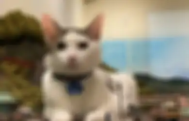 Inilah 6 Ras Kucing yang Punya Usia Terpanjang, Bisa sampai 20 Tahun!