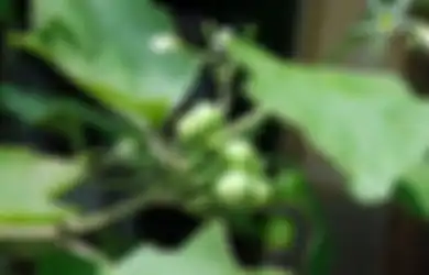 Biasa Jadi Lalapan, Buah Pokak Nyatanya Punya Segudang Manfaat Meski Hanya Seukuran Telur Burung Gereja, Asam Urat dan Darah Tinggi Lenyap Seketika