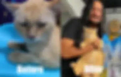 Kisah Omon, Kucing Oren Sekarat yang Diselamatkan Stevi Item 'DeadSquad'