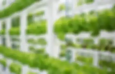 Berkebun Hidroponik bisa Jadi Ladang Bisnis, Ini Cara Memulainya!