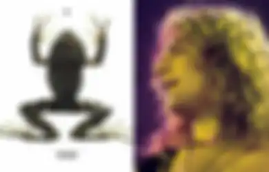 Begini Penampakan Spesies Katak Baru yang Diberi Nama Led Zeppelin