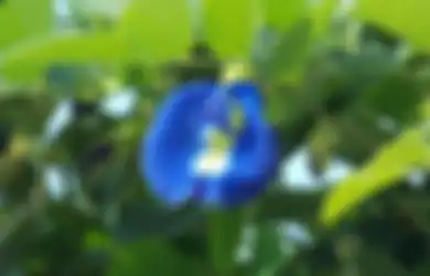 Tak Hanya Warnanya yang Cantik, Bunga Ini Ternyata Berpotensi sebagai Obat Penghambat Kanker Payudara