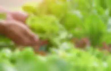 Mau Panen Sayur dari Kebun di Rumah Tanpa Berhenti selama Setahun? Lakukan Cara Ini!