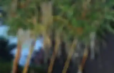 Tanaman Bambu Kuning jadi Kanopi Hidup, Cara Menanam Unik yang Bikin Taman Lebih Cantik