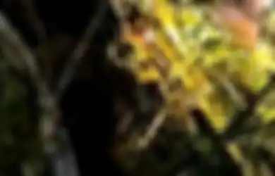 Diduga Dibawa Makhluk Halus 'Geunteut', Warga Pidie Ditemukan di Atas Pohon Kelor Setinggi 15 Meter, Kondisinya Seperti Ini