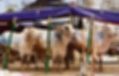 3 Rekomendasi Aplikasi Panduan dan Tata Cara Qurban di HP Android