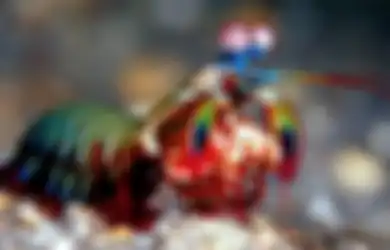 Ini Contoh Hewan Vertebrata dan Invertebrata dengan Cara Geraknya