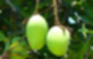 Jangan sampai Nyesel karena Baru Tahu Sekarang, Buah Manis Ini Ternyata Bisa Dimanfaatkan untuk Mencegah Kanker Payudara