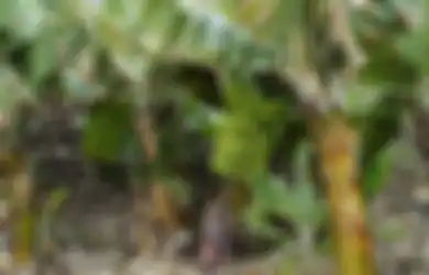 Sering Diabaikan hingga Berakhir di Tempat Sampah, Bagian dari Buah Ini Ternyata Bisa Dimanfaatkan untuk Mencegah Kanker Payudara