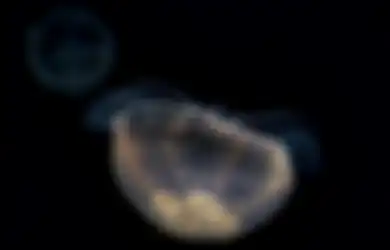 Menakjubkan, Biota Laut Ini Digadang-gadang Bisa Digunakan sebagai Penghambat Kanker Payudara