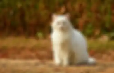 Benarkah Bulu Kucing Bisa Membuat Seseorang Jadi Mandul atau Bisa menyebabkan Keguguran pada Ibu Hamil? Ini Kata Ahli Soal Makna Mitos Bulu Kucing