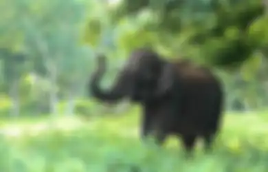 Niatnya Abadikan Momen Ambil Foto dari Jarak 20 Meter, Pria di Riau Berujung Naas Diserang Gajah Liar, Berikut Tanggapan BKSDA