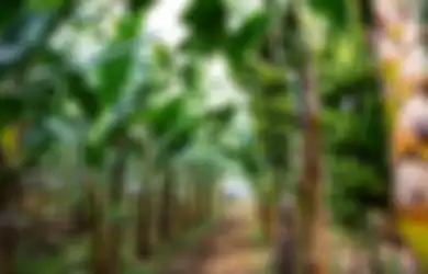 Pohon Pisang Berkembang Biak dengan Cara Tunas. Ini Penjelasannya