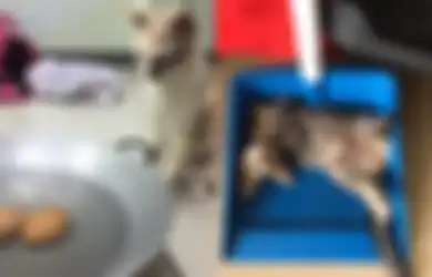 Peran Penting Kucing yang Kini Jadi Penyelamat Para Penderita Covid-19, Obat Pasien Corona Ternyata Berawal dari Resep untuk Hewan Peliharaan, Begini Sejarahnya