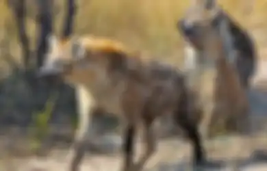 Jawaban Bagaimana Cara Hyena Mempertahankan Diri dan Wilayahnya, Kelas 6 SD Tema 2