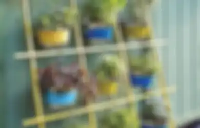Bisa Bunuh Sel Kanker dan Cegah Penyakit Jantung, Begini Cara Menanam Sirih Merah di Rumah