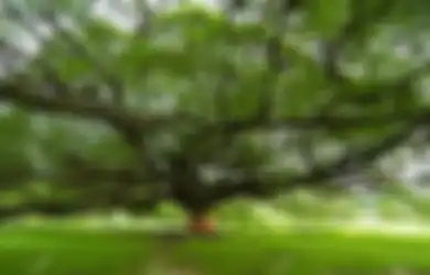 Jawaban Mengapa Kita Merasa Nyaman Saat Berada di Bawah Pohon Rindang?