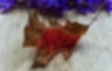 Jadi Rempah-rempah Termahal di Dunia, Inilah Sederet Manfaat Saffron untuk Kesehatan, Salah Satunya Ampuh Lawan Kanker Payudara
