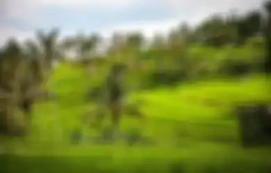 Jawaban Apakah Keadaan Alam Iklim dan Bentuk Muka Bumi Mempengaruhi Pertumbuhan Tanaman Kelas 4 SD Tema 3
