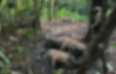 Sedih! Tiga Ekor Harimau Sumatra Mati Terkena Jerat di Hutan