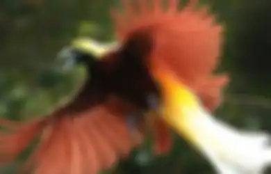 Jangan Pakai Parfum Saat Lihat Burung Cenderawasih di Tanah Papua!