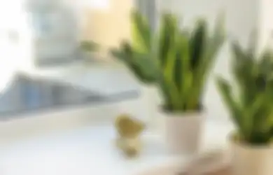 Tanam Tanaman Ini Jika Ingin Merawat Tanaman di Rumah Tanpa Repot