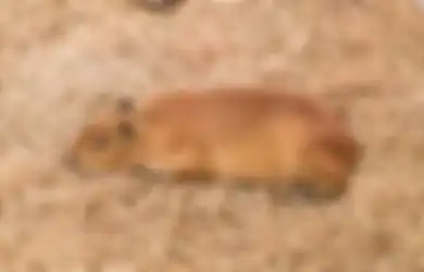 Jarang Diketahui, Inilah 5 Tanaman yang Ampuh Cegah Tikus Masuk Rumah
