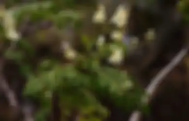 Jangan Lupa Tanam Kelor sebagai Tanaman Obat di Rumah, Daunnya Punya Segudang Manfaat untuk Kesehatan